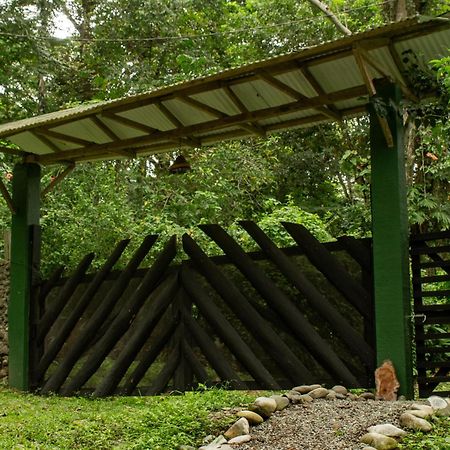 Smile Jungle Hostel Puerto Viejo de Talamanca Exteriör bild